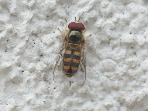Lapposyrphus lapponicus